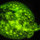 Illustration for article titled These new species of biofluorescent fish are beautifully strange